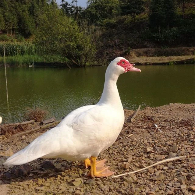 老母鸭散养土鸭土番鸭洋鸭纯粮喂养现杀速冻