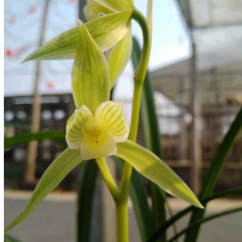 春剑隆昌素2苗带花苞