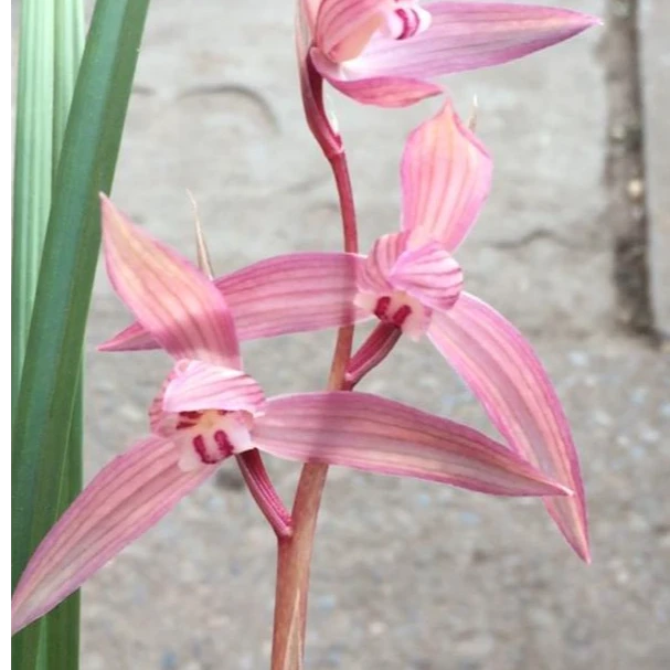 春剑红福子母2苗