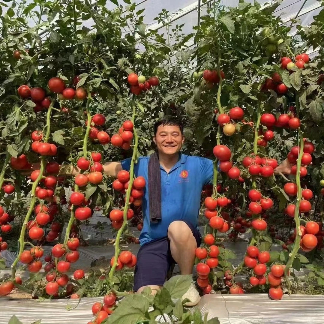豫艺新粉巴顿大果粉番茄种子，早熟高产转色快抗病番茄 1000粒