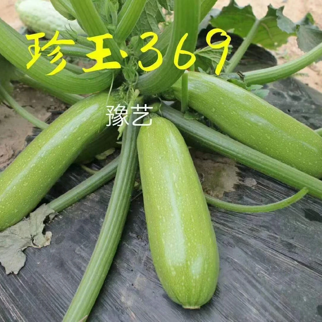 豫艺种业 珍玉369西葫芦种子 高抗耐热油绿西葫芦种子