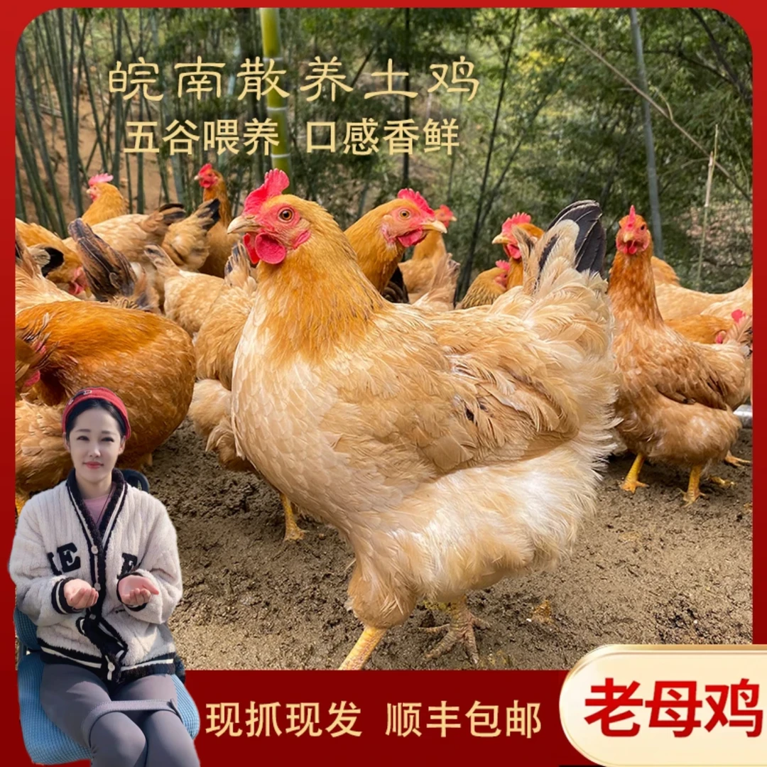 【1只老母鸡】皖南土鸡散养全粮喂养新鲜现杀鲜嫩健康营养美味