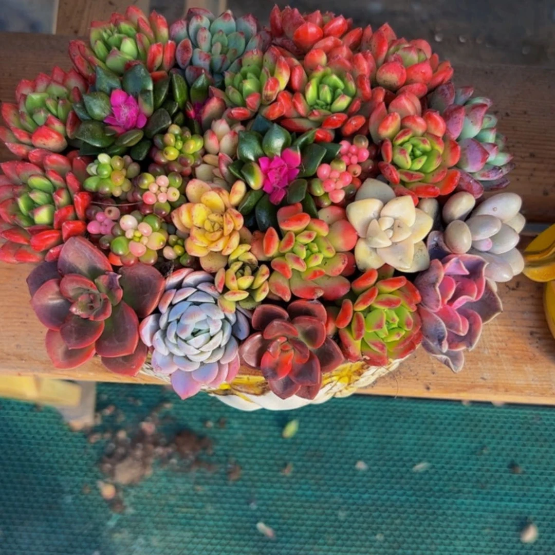 【闪购商品】花园玫瑰