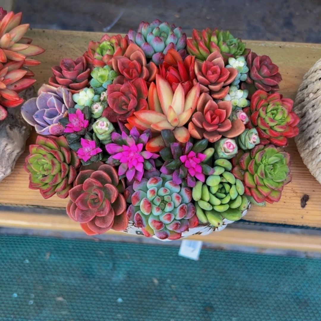 【闪购商品】精品花园