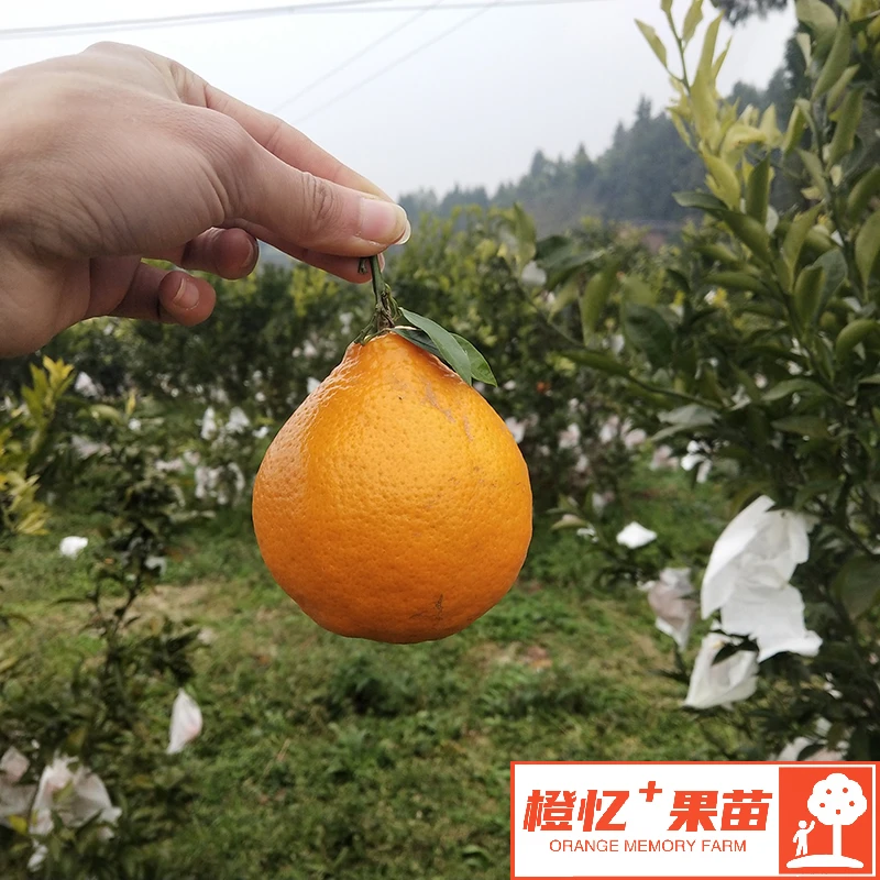 柑橘苗：春见（嫁接耙耙柑裸根苗）丨盆栽地栽均可【细腻+易剥皮】