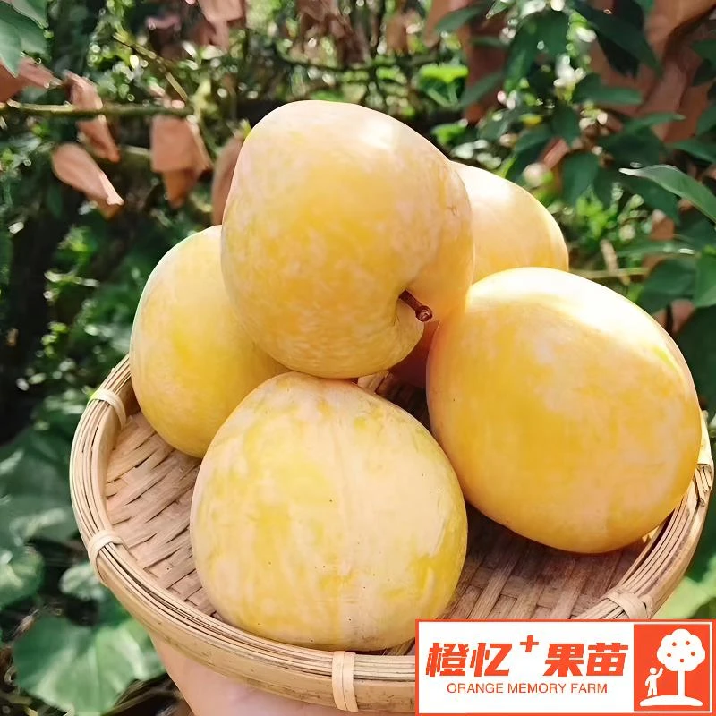 李子树苗水果果树：黄金奈李嫁接苗丨南北方可栽种【大个型+水分足】