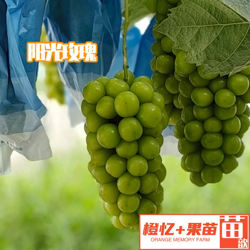 葡萄苗：扦插阳光玫瑰苗夏黑葡萄苗巨峰葡萄苗