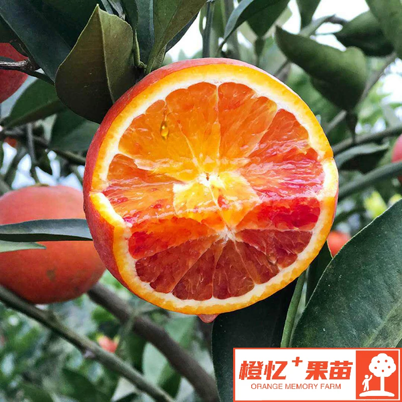果树苗柑橘橙树苗:血橙嫁接苗裸根丨盆栽地栽均可栽培成活好