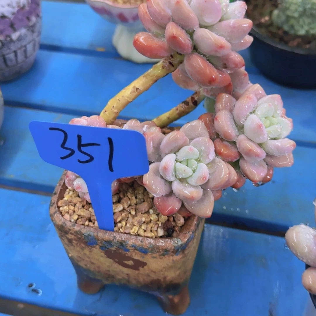 【闪购商品】安***贝351