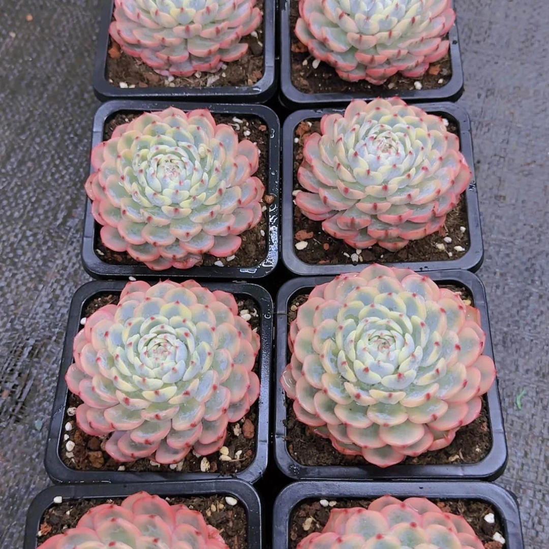 【闪购商品】吉莲锦多层