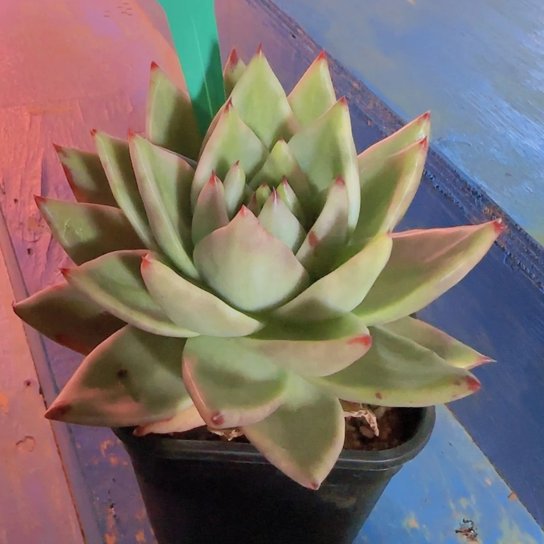【闪购商品】张****花80