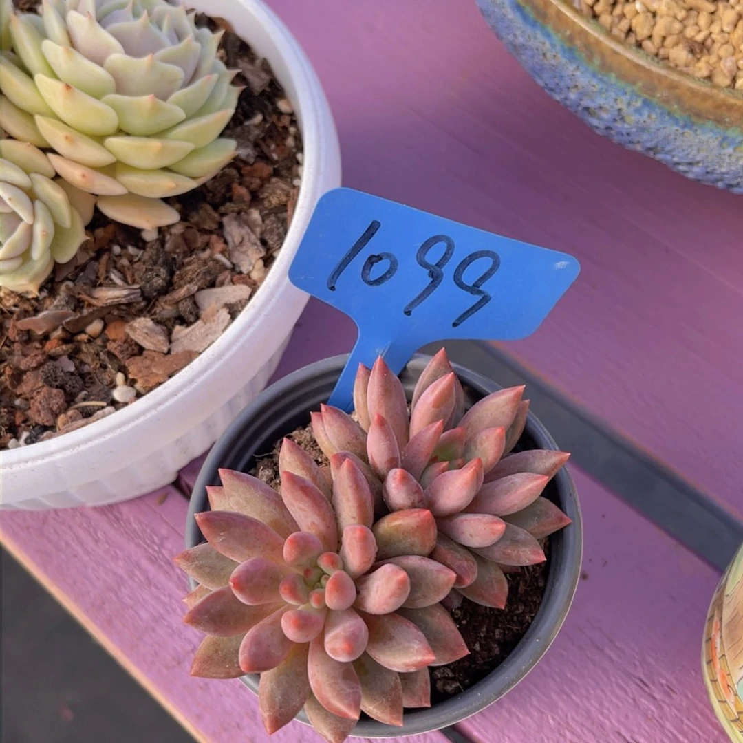 纳*雪1099号多肉植物