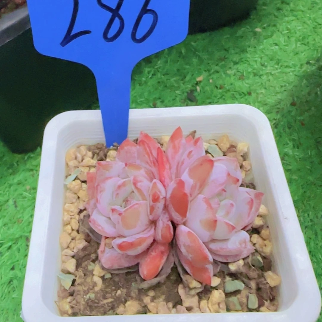 【闪购商品】小*286------