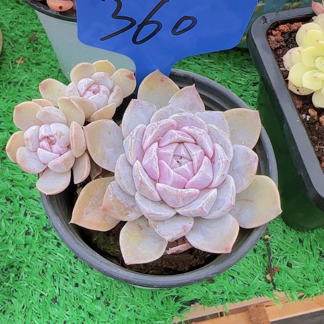 【闪购商品】下*360