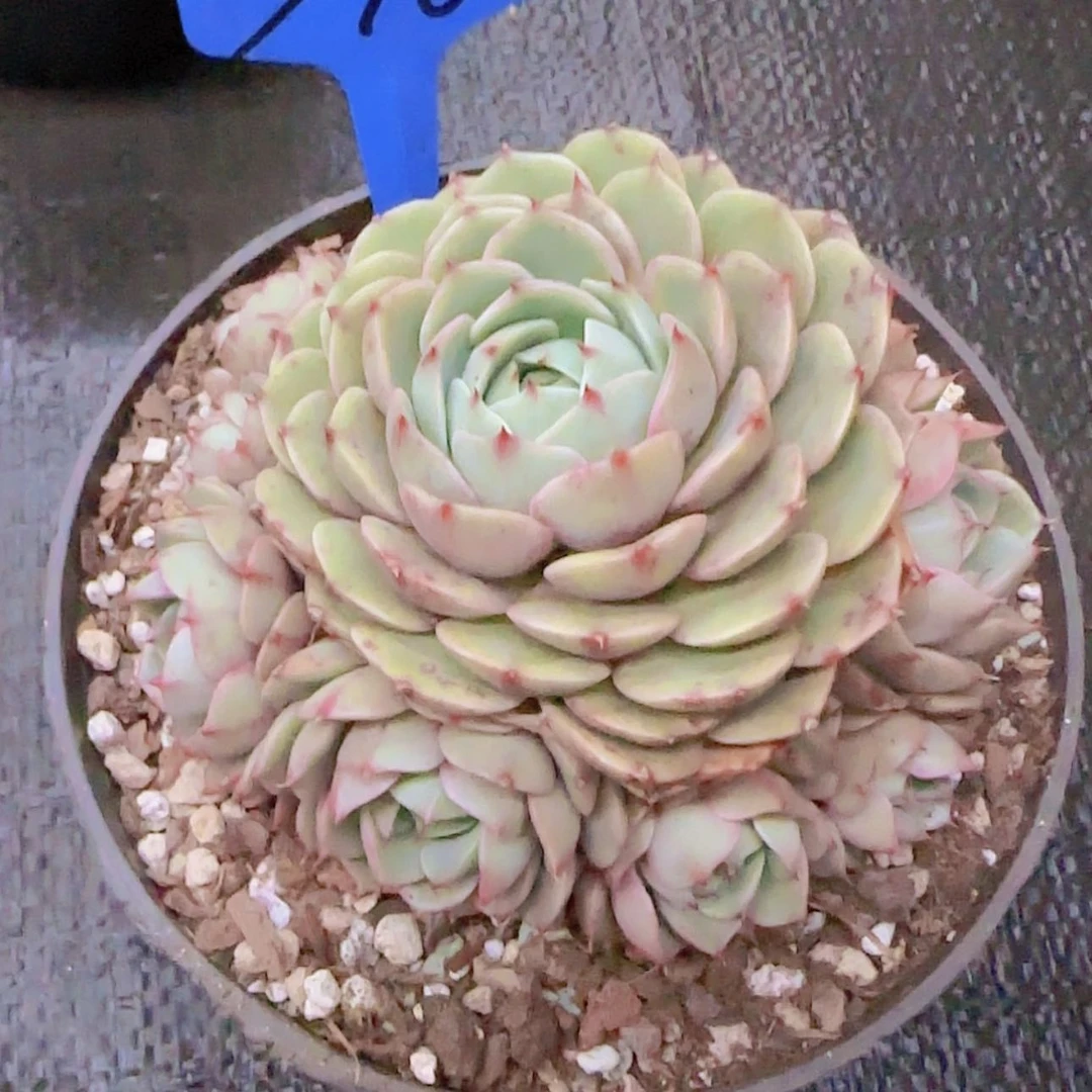 【闪购商品】三*398
