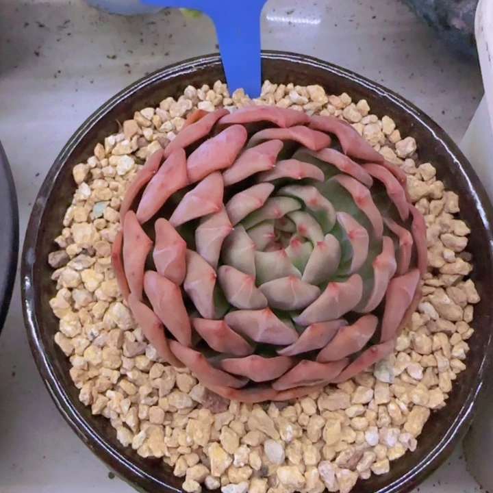 燕*266多肉植物一物一拍寄养