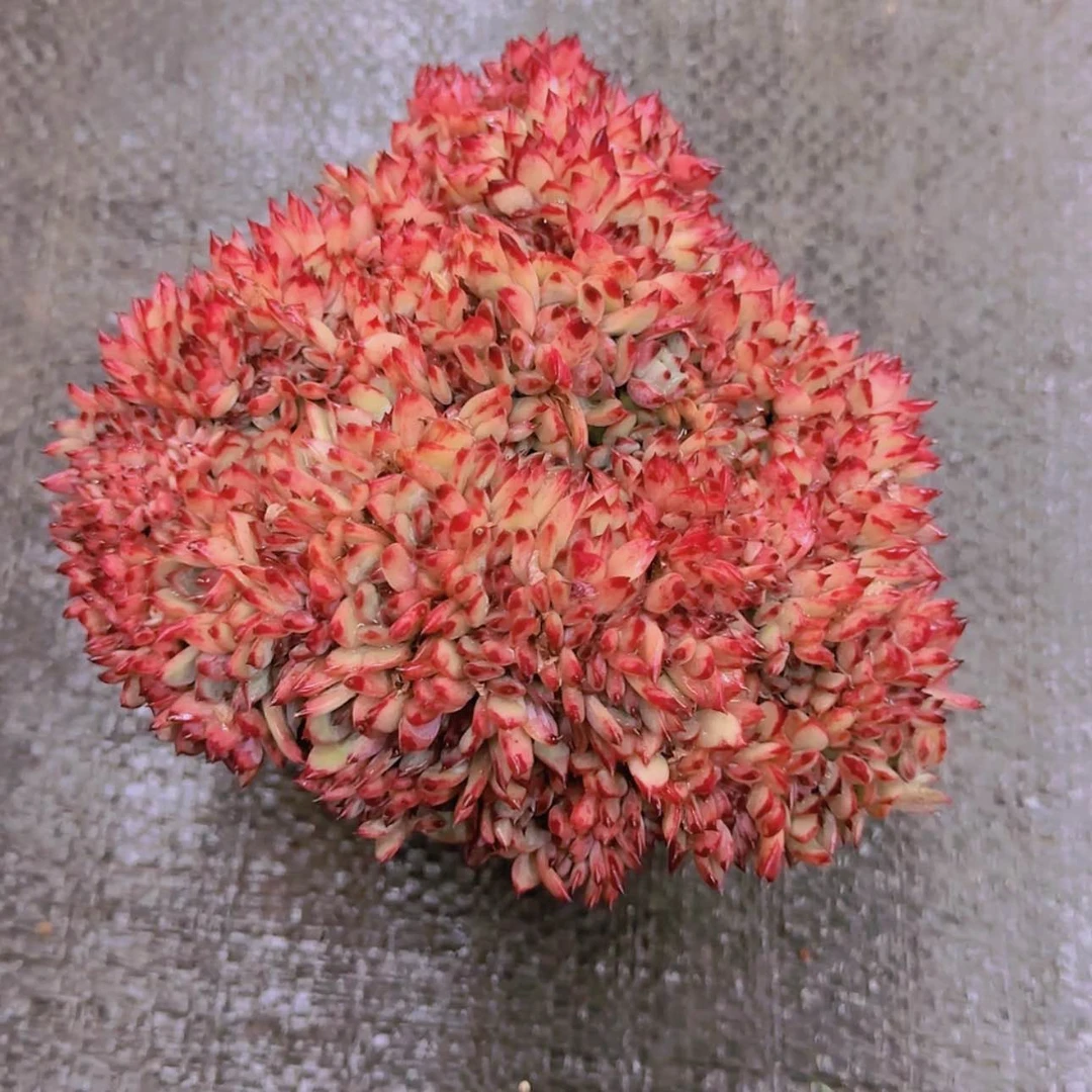 【闪购商品】拉唐缀化