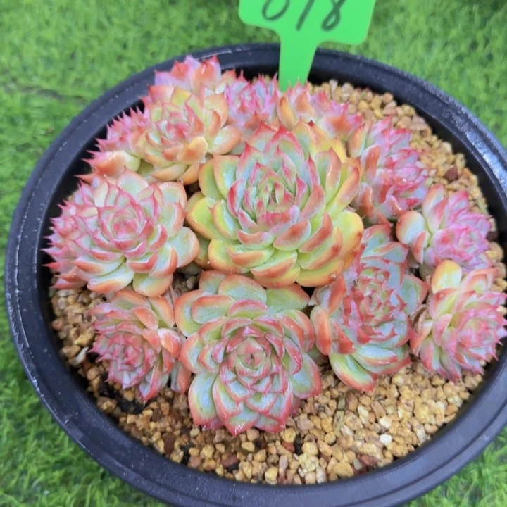 九*618多肉植物一物一拍寄养