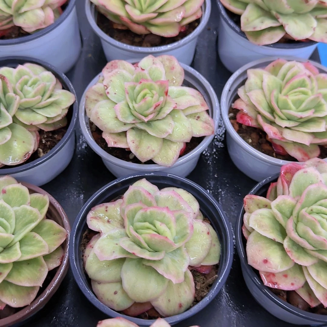 【闪购商品】冰玫瑰锦