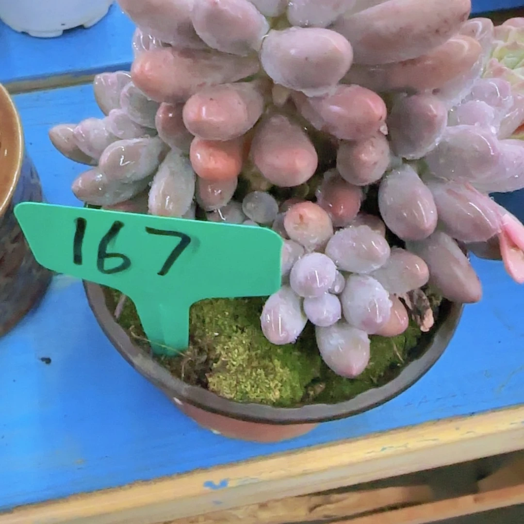 【闪购商品】@***过167