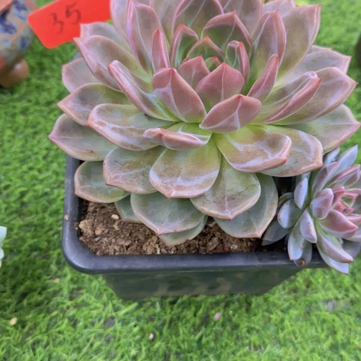 九*35多肉植物一物一拍