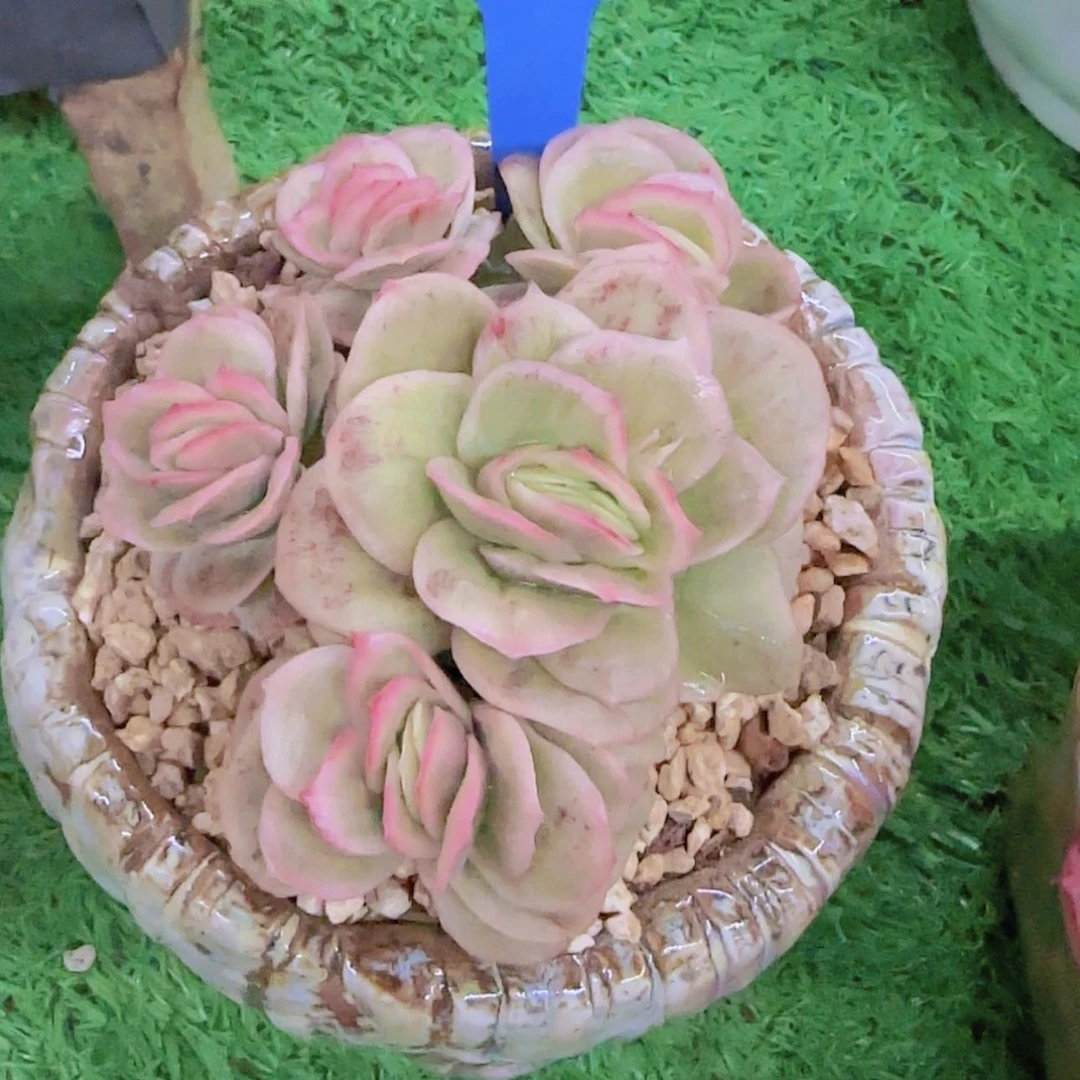 【闪购商品】张****花358-----