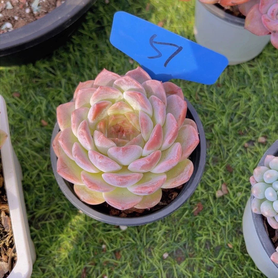 小*丁57号多肉植物一物一拍