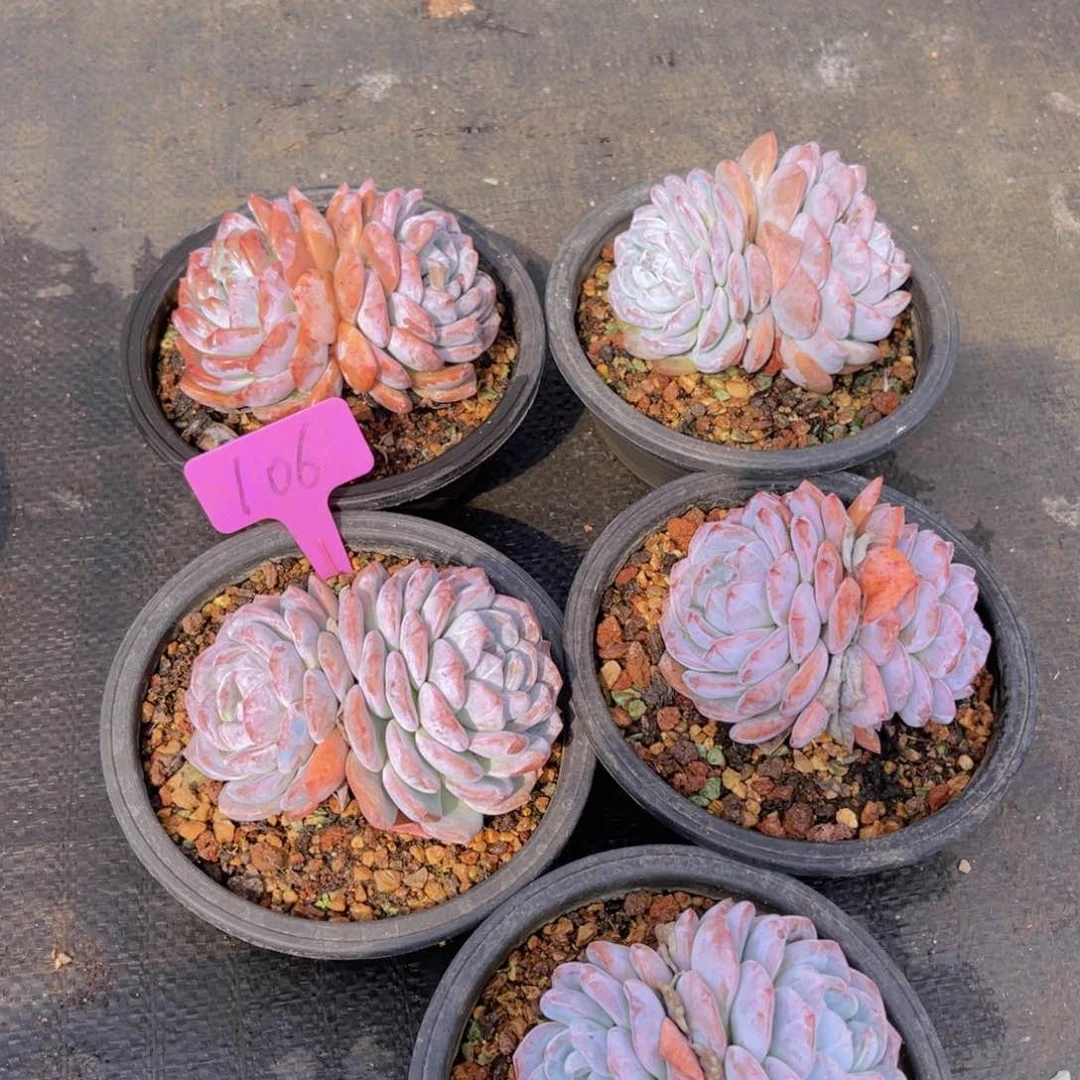雲**芊106号多肉植物666