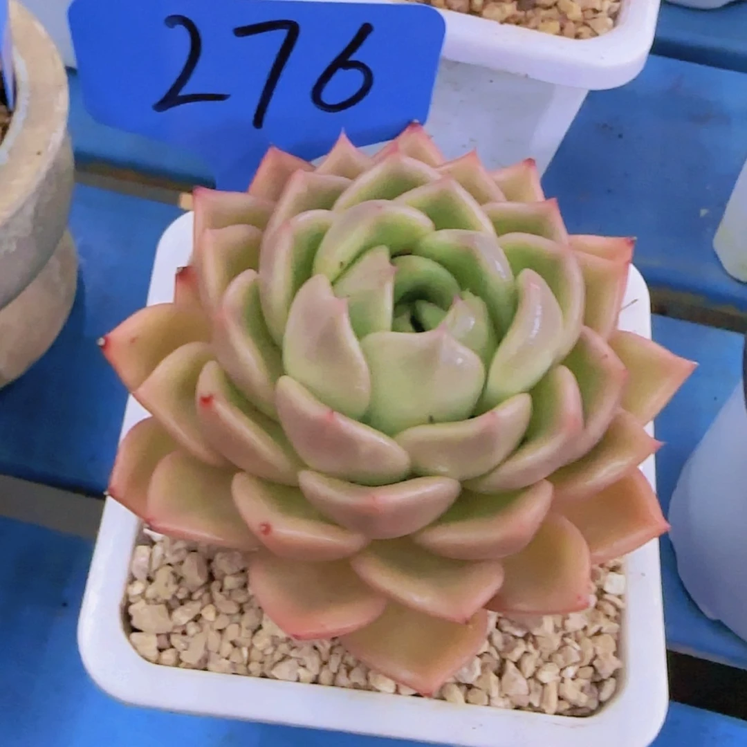 【闪购商品】大**五276-----