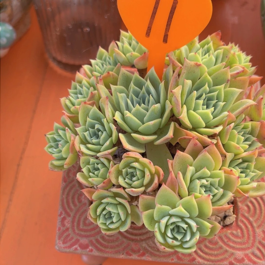 纳*雪11号多肉植物