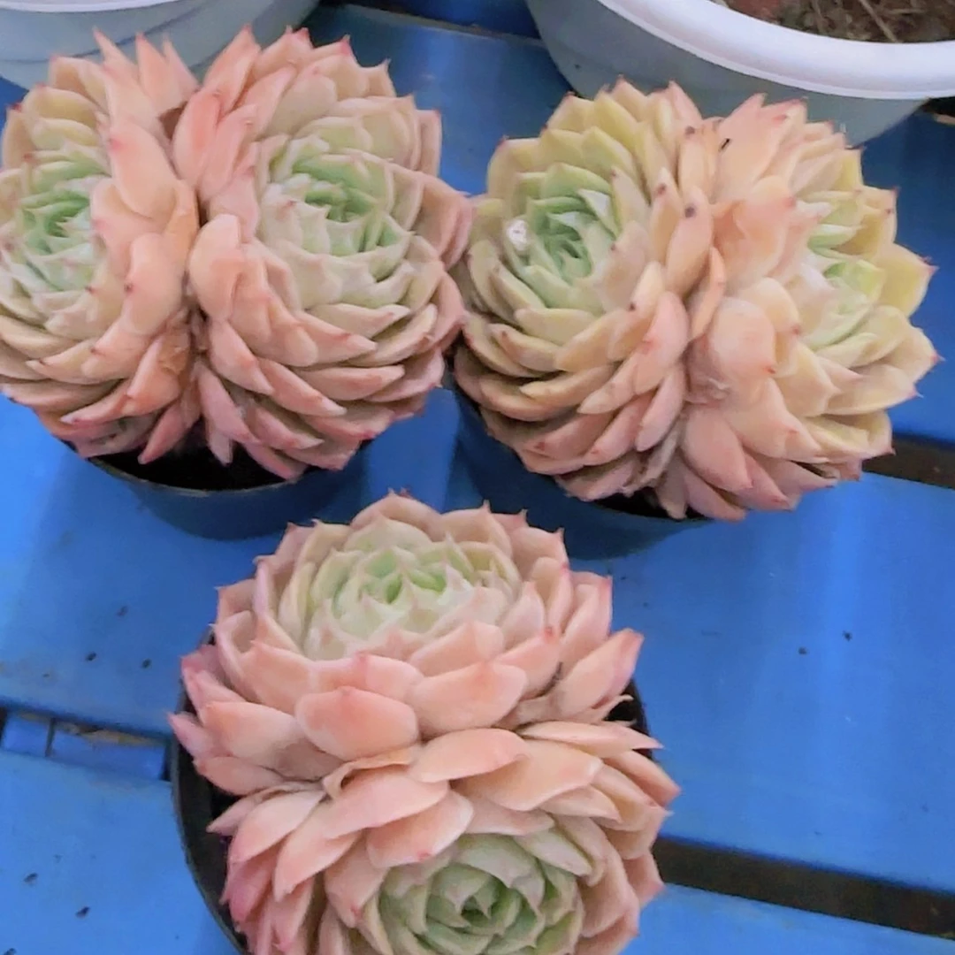 【闪购商品】双头昂斯诺