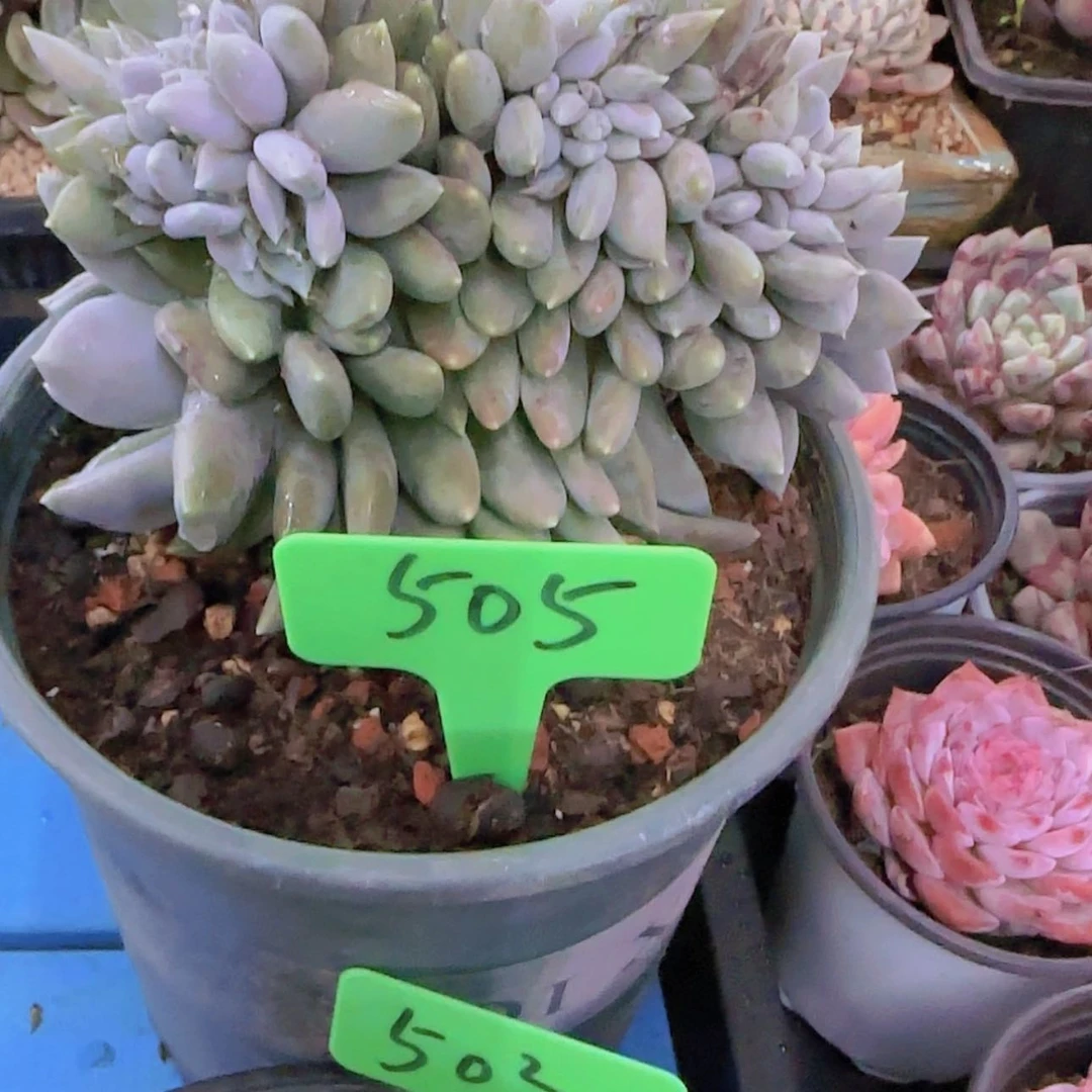 【闪购商品】咖***糖505-----