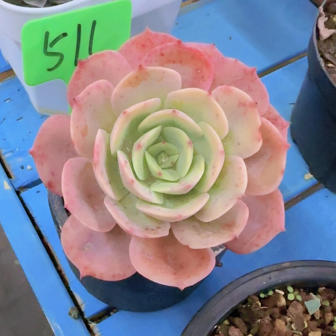 【闪购商品】?****?511-----