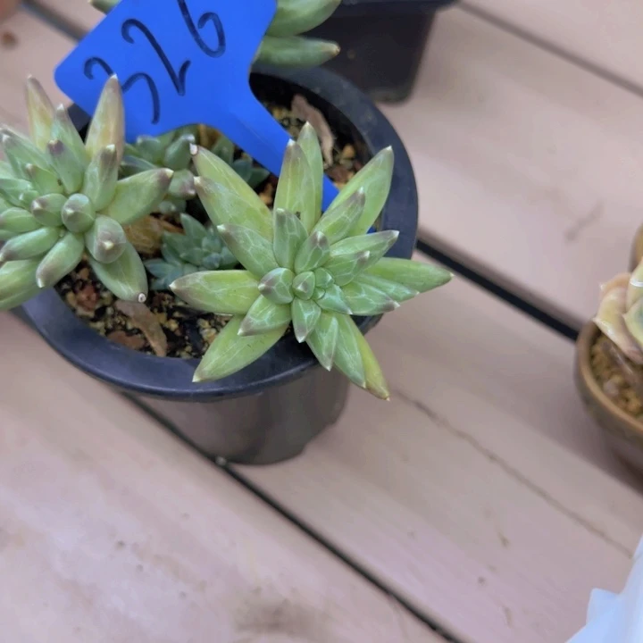 北****店326多肉植物一物一拍