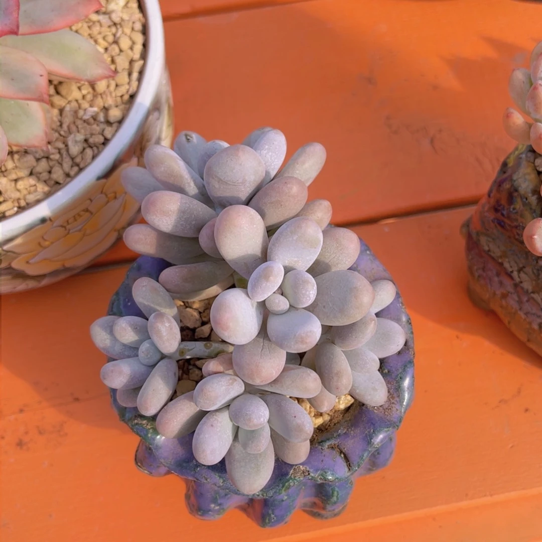 纳*雪汤圆多肉植物