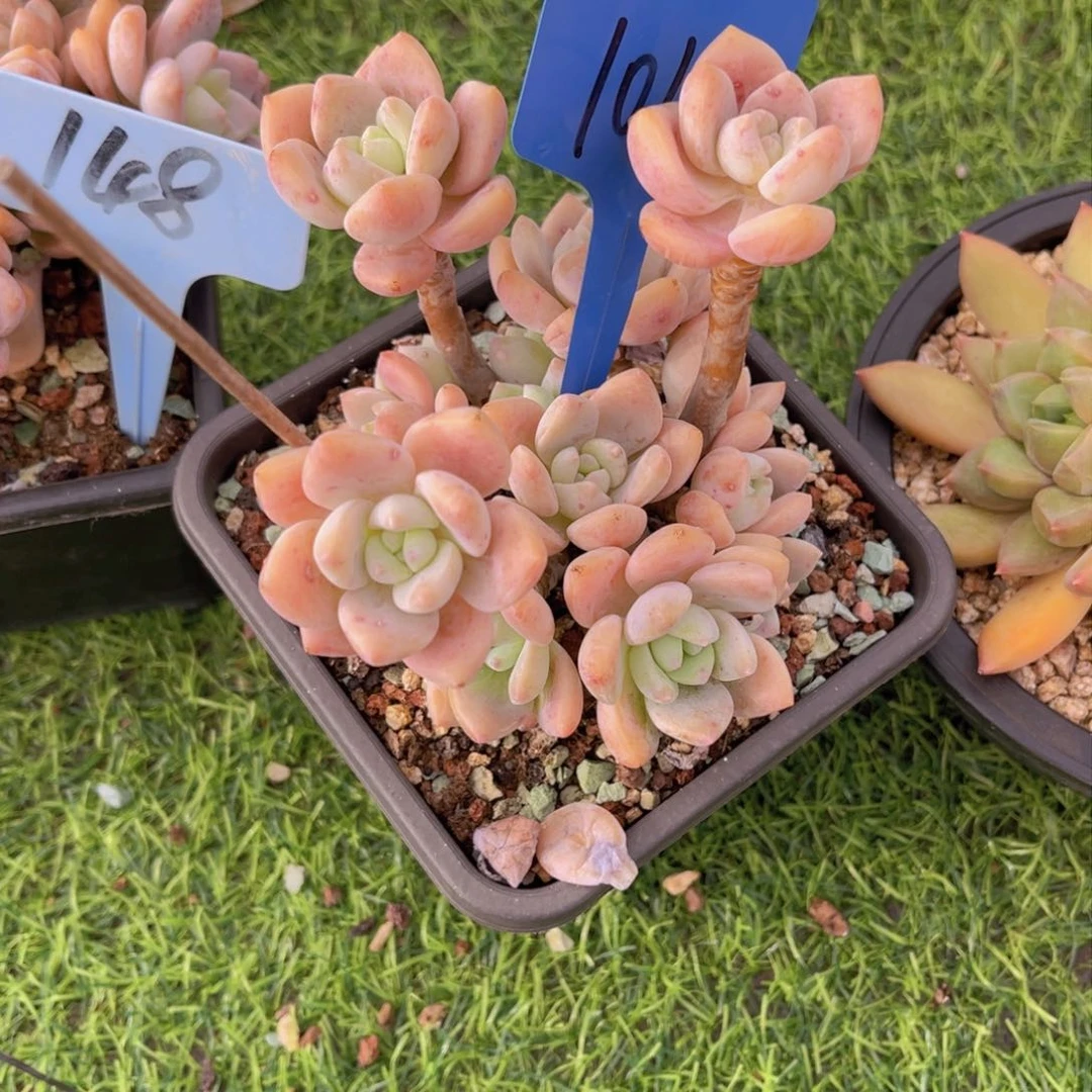 爱****?1014号多肉植物一物一拍