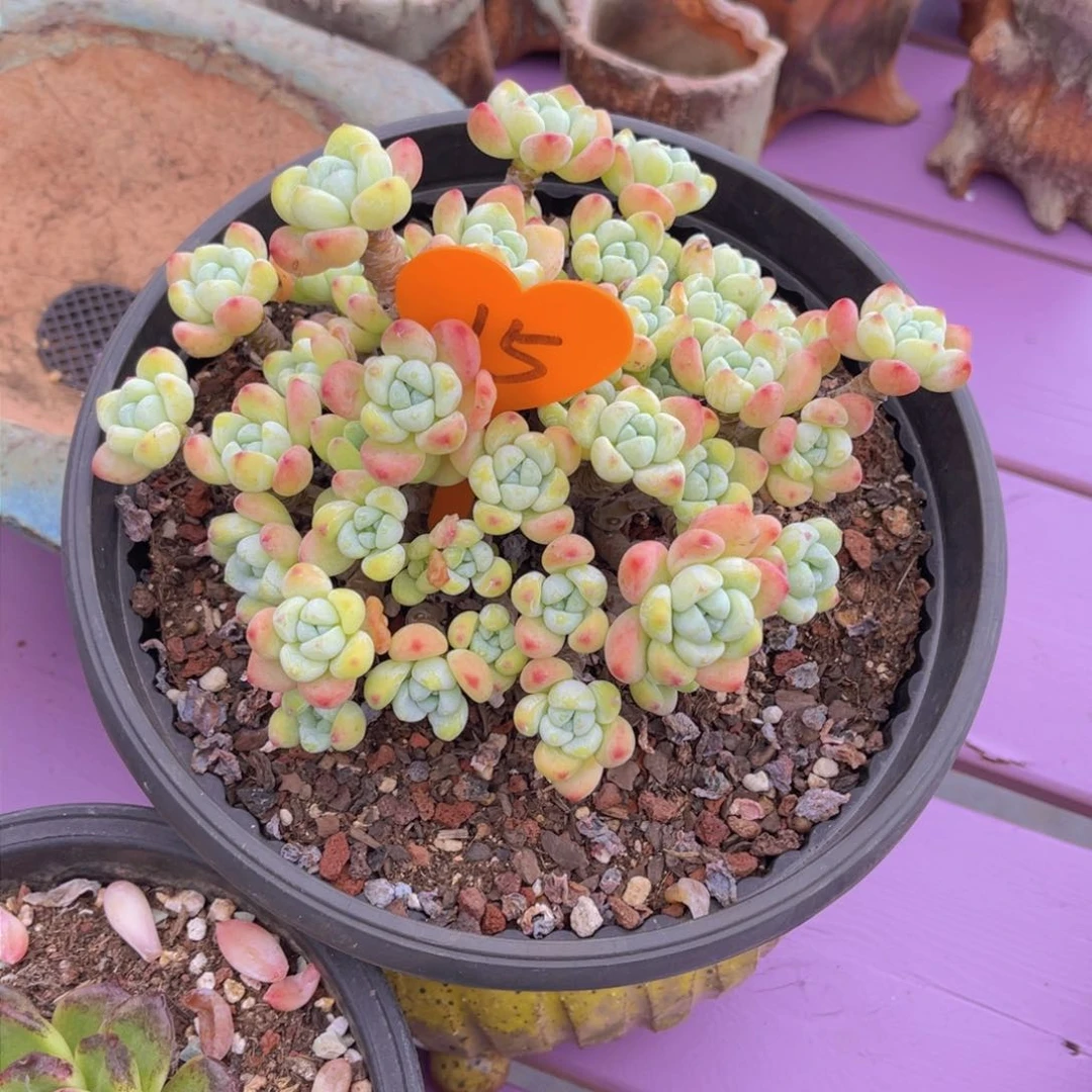 纳*雪15号多肉植物一物一拍