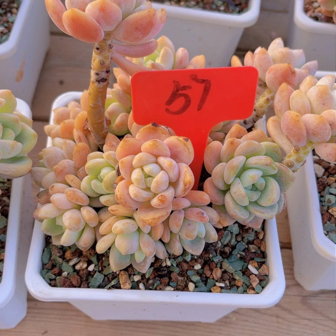 用****957号多肉植物66