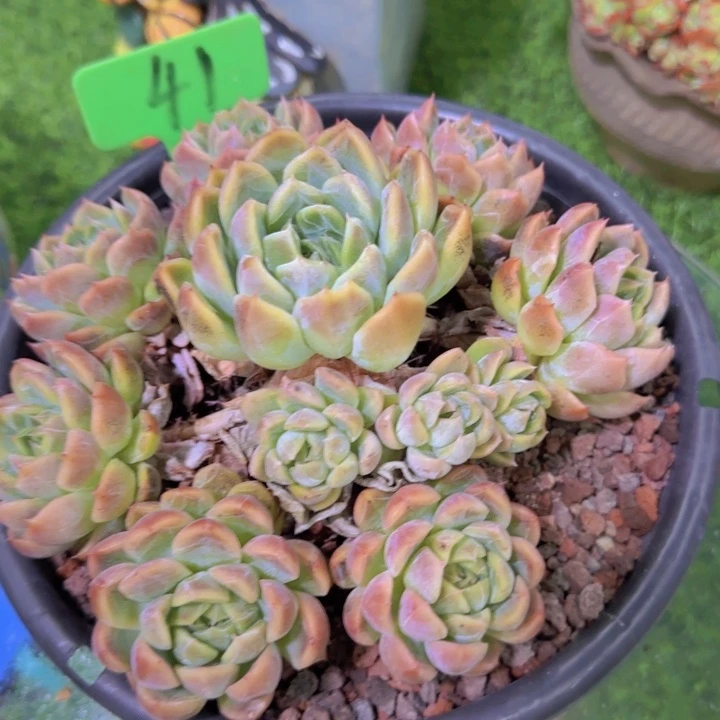 九*41多肉植物一物一拍寄养