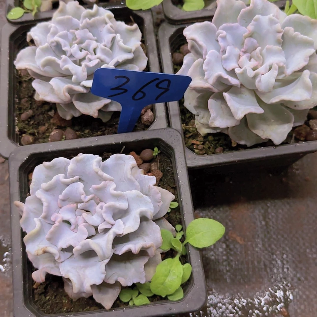 【闪购商品】王***人369