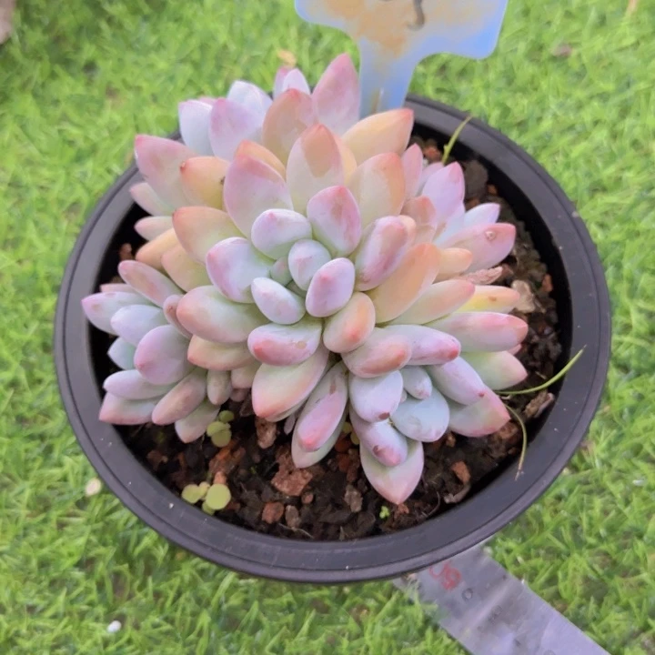 木**?105多肉植物一物一拍寄养