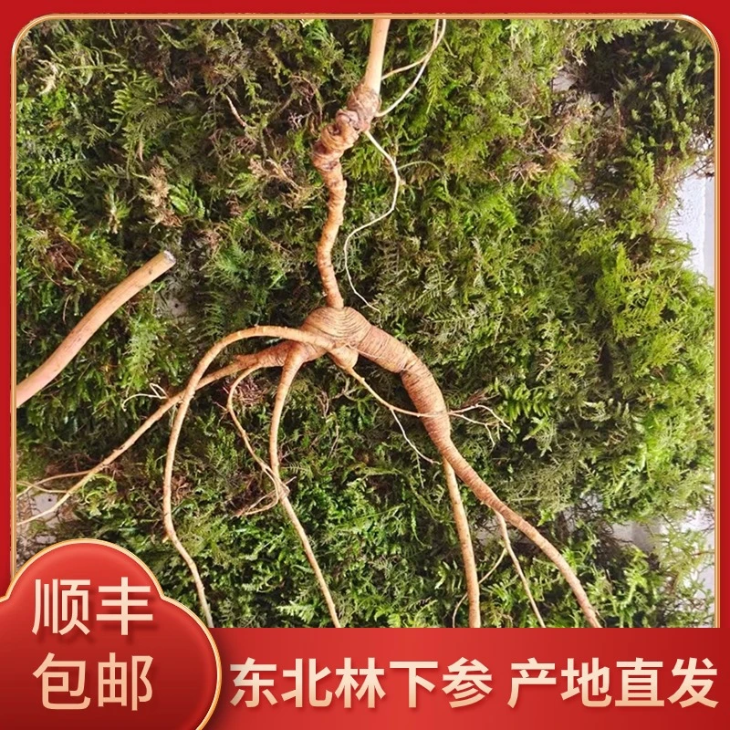 【鑫姐专属】东北长白山林下山参鲜人参直播专用 新鲜人参
