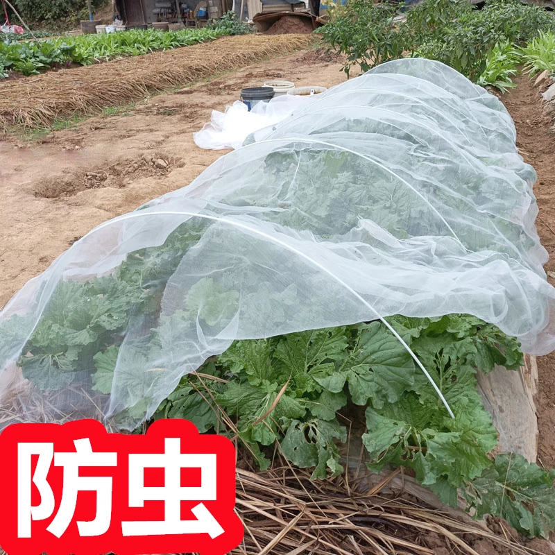 菜地防鸟用的网 蔬菜防鸟纱网 种菜防虫网种菜专用网 盖菜地网 园