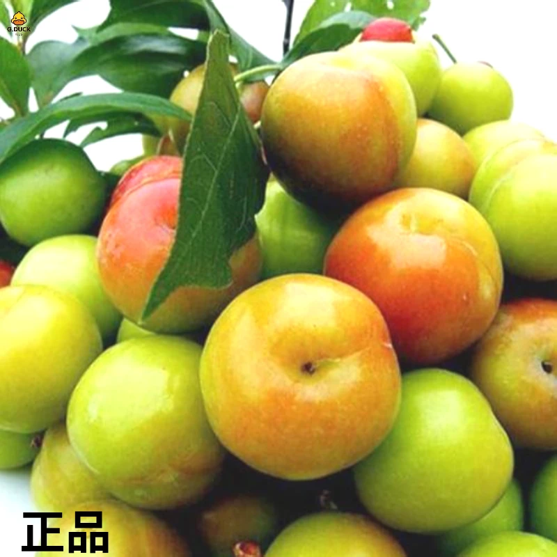 现货秒发三月李新鲜酸脆李子孕妇三华脆水果当季采摘酸酸爽口多汁