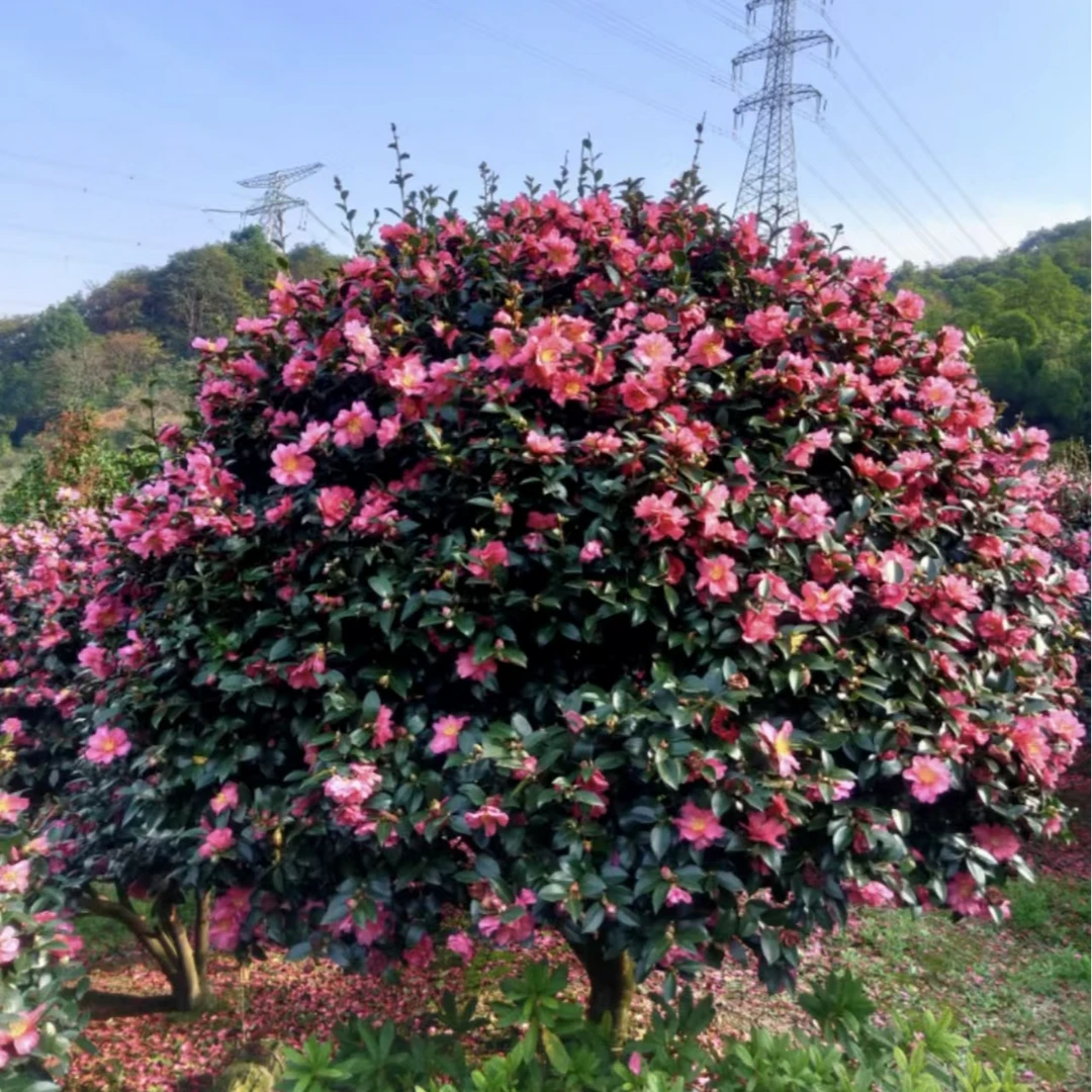 茶梅球庭院别墅绿化四季常青植物花卉绿化工程茶梅树球茶梅大树