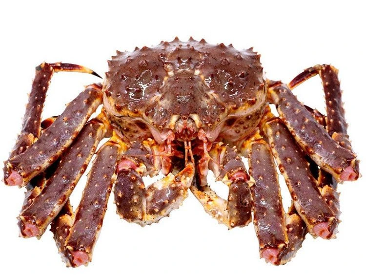 鲜活帝王蟹 约5斤左右