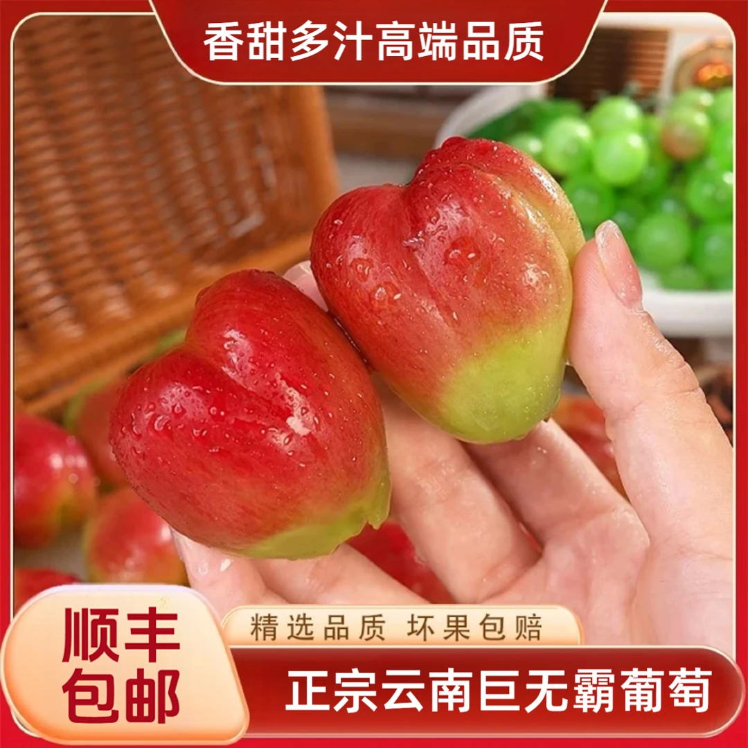 【与晖同行】云南御品巨无霸葡萄新型香甜无核新鲜现摘大颗粒1/5斤