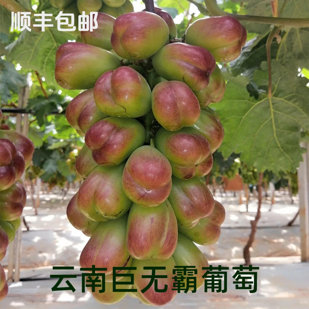 【中源推荐】云南新型御品巨无霸葡萄香甜无核新鲜现发大颗粒1/5斤