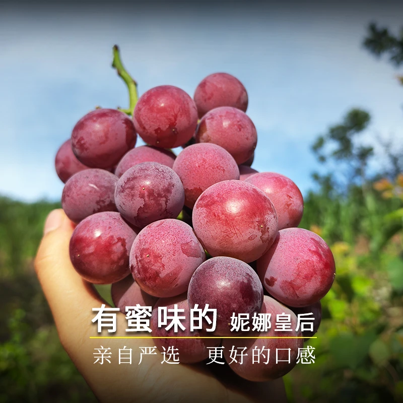【顺丰特快】正宗妮娜皇后葡萄新鲜孕妇水果红宝石无籽罗马红提子