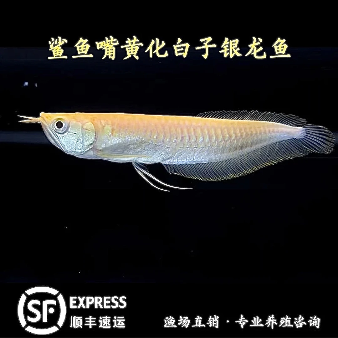 白子黄化银龙活体大型热带观赏鱼耐活好养练手鱼金龙鱼
